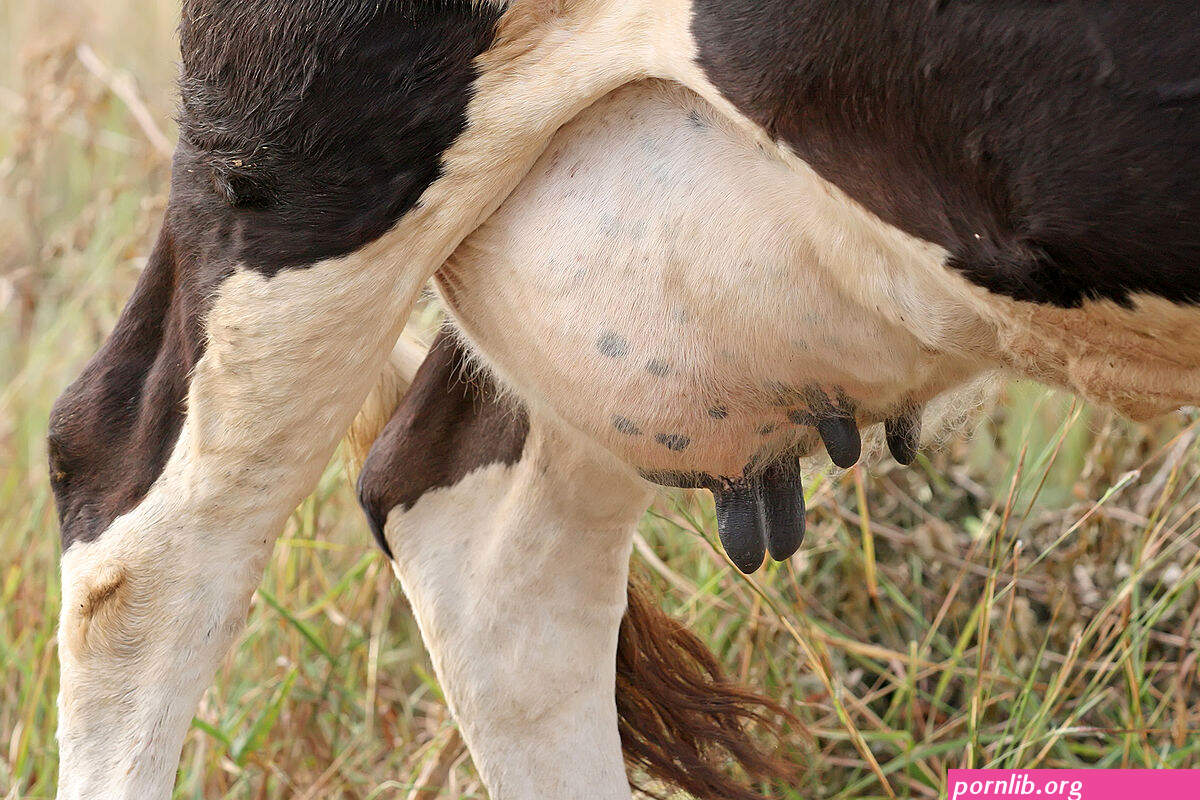 cows boobs