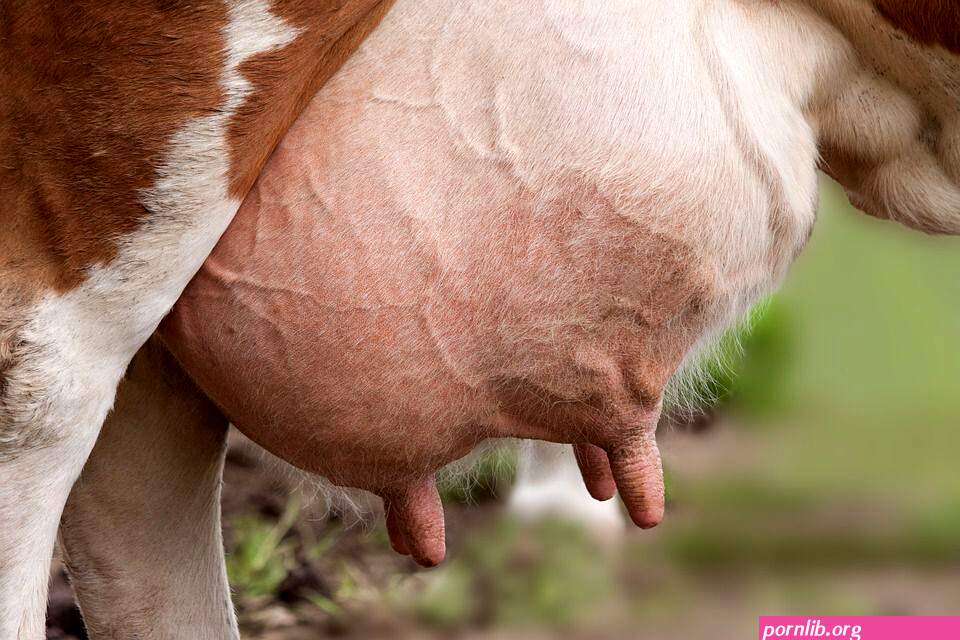 cows boobs
