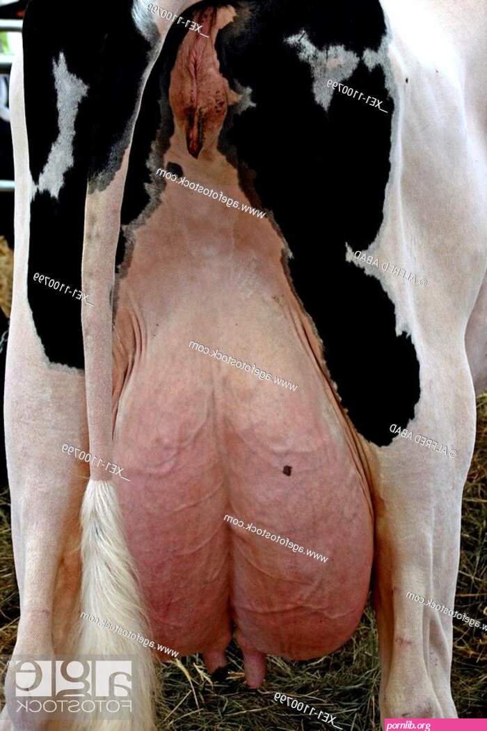 cows boobs