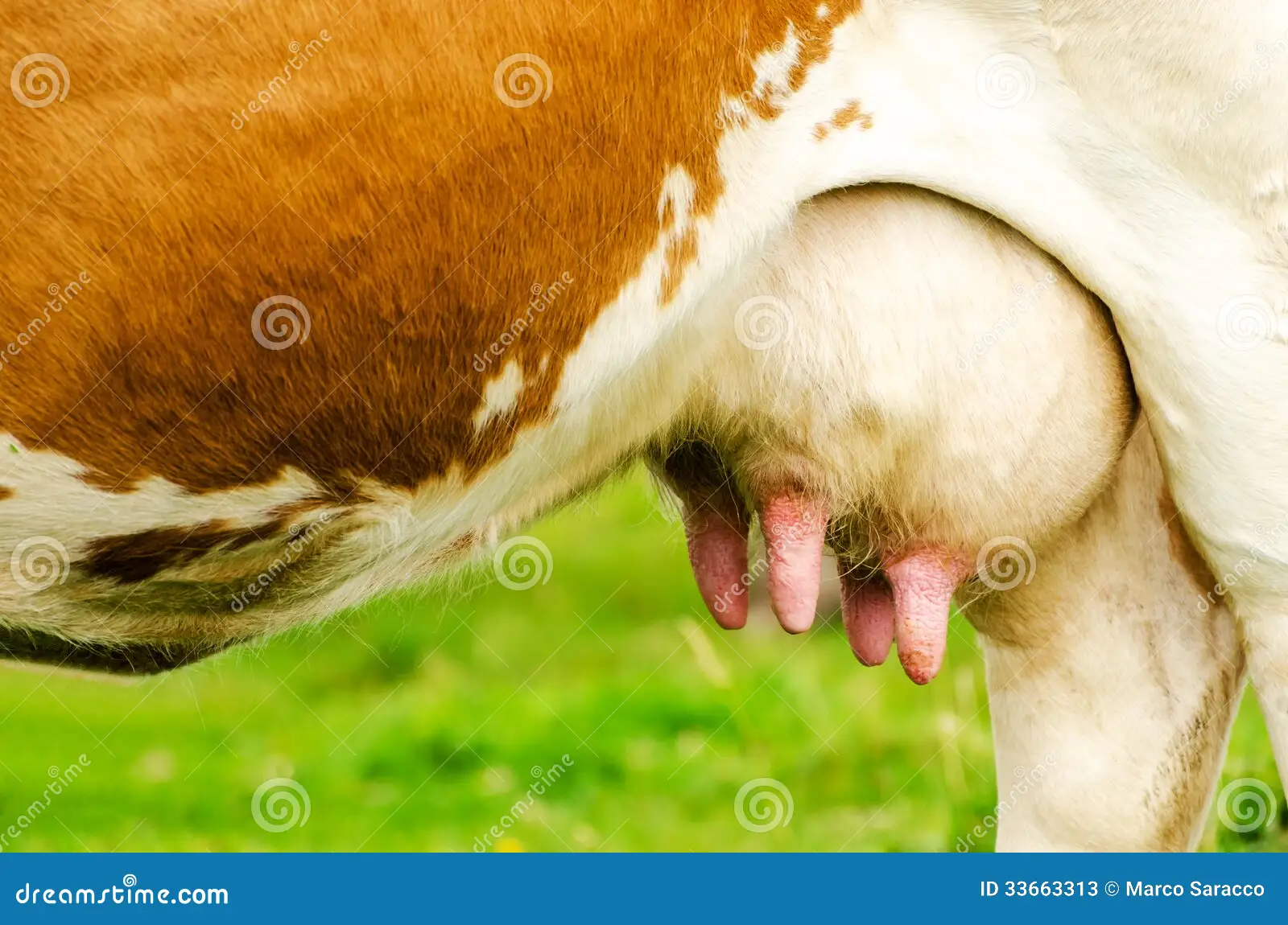 cows boobs