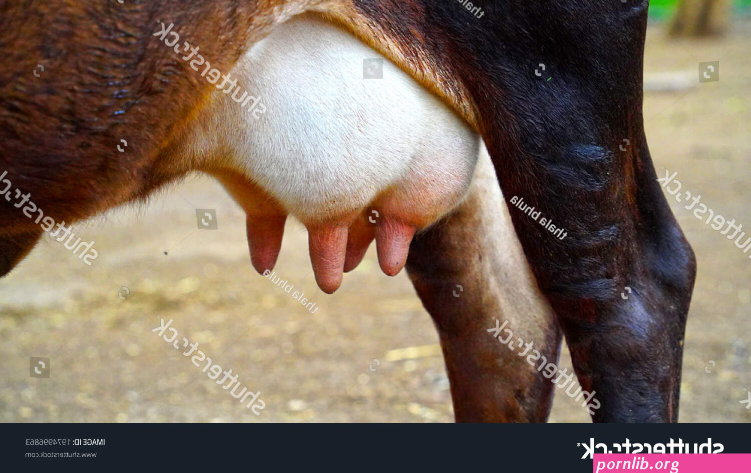 cows boobs
