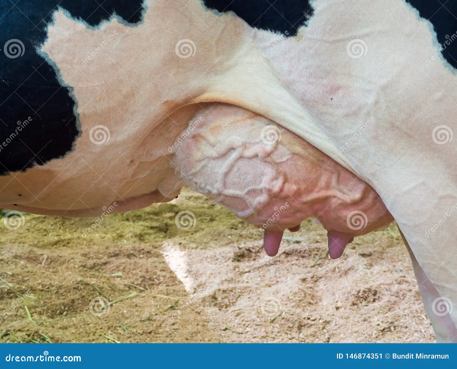 cows boobs