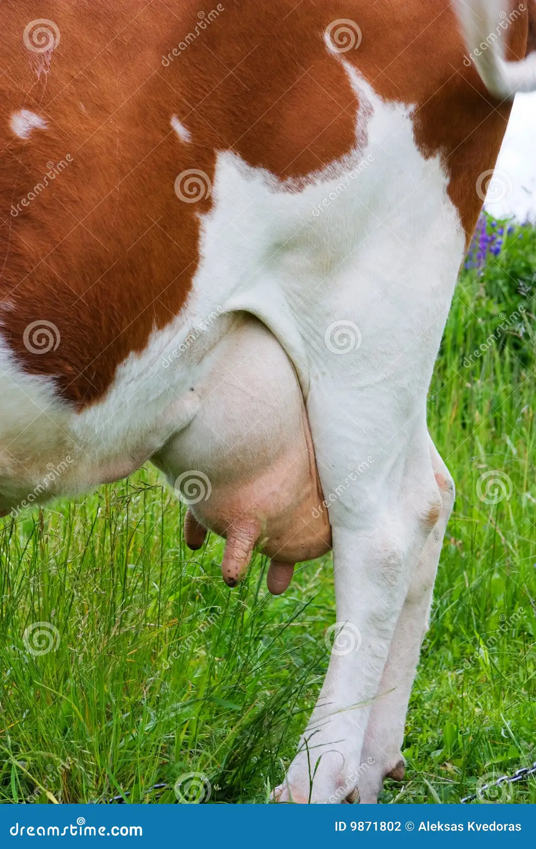 cows boobs