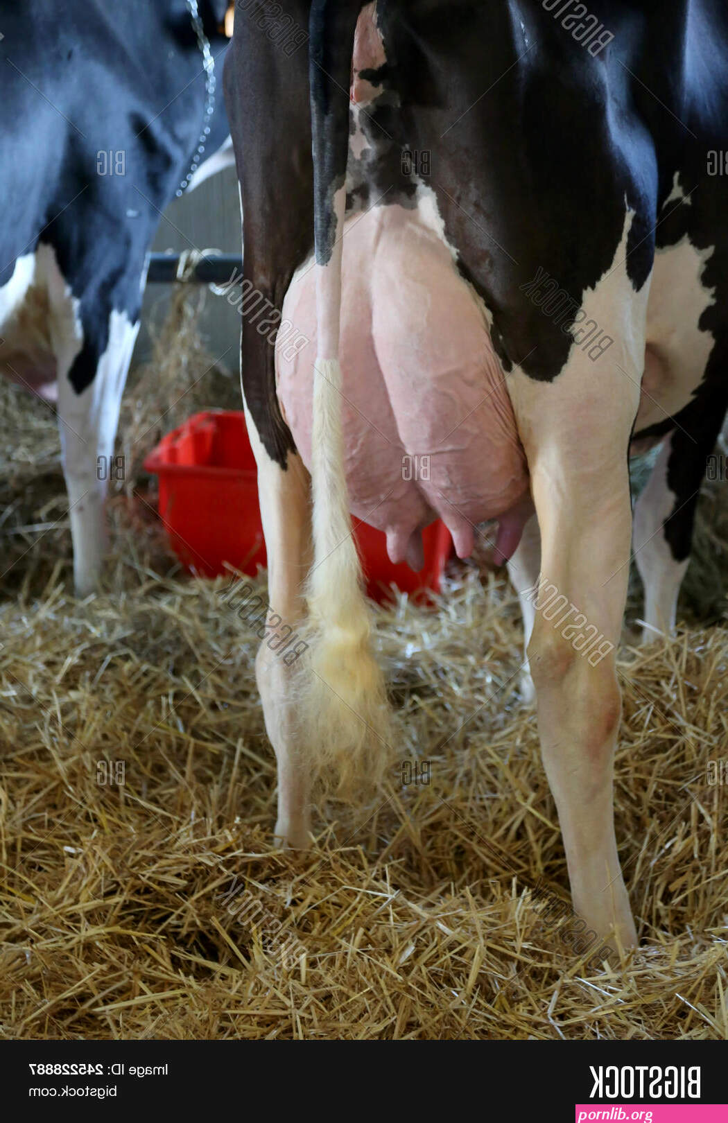 cows boobs