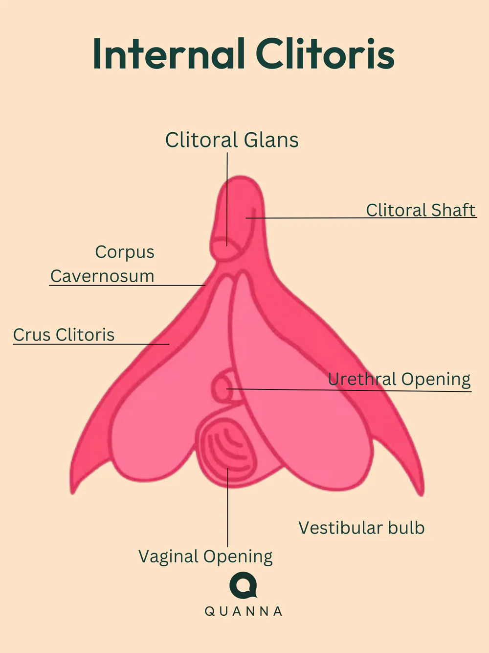 Learn How to Squirt: A Step-by-Step Guide by Our Sex Experts