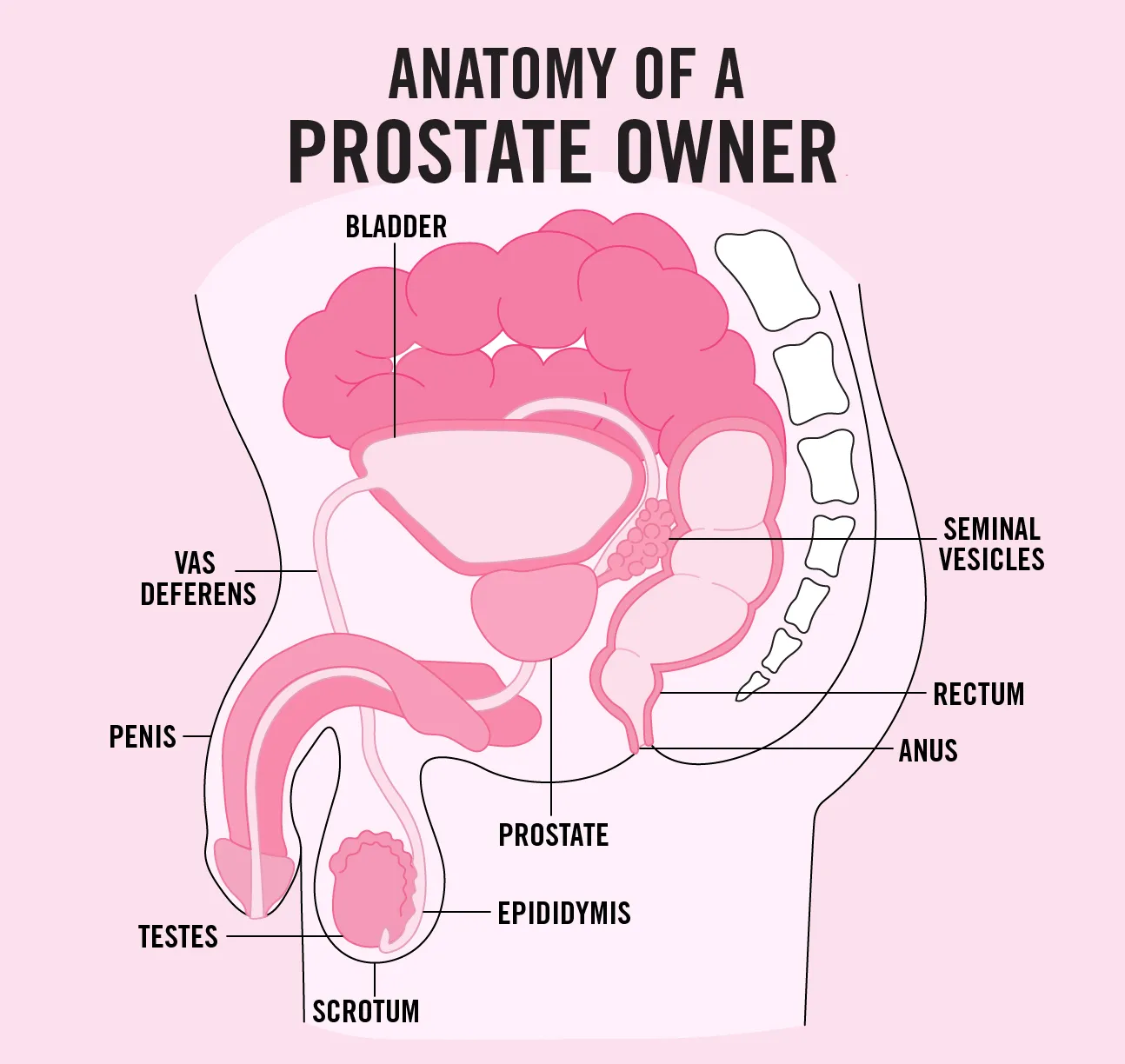 Anal Sex: Safety How tos Tips and More