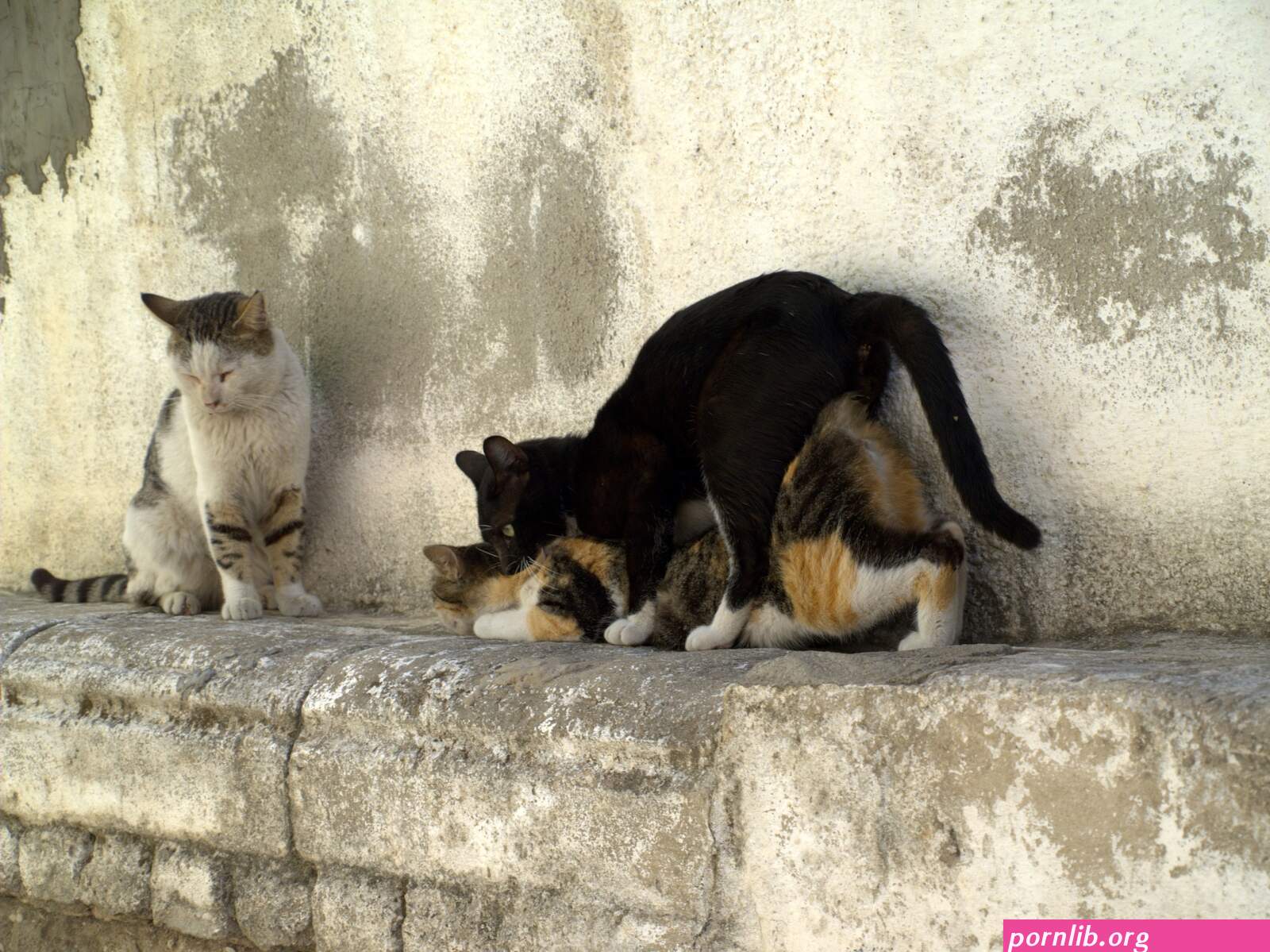 cats fucking