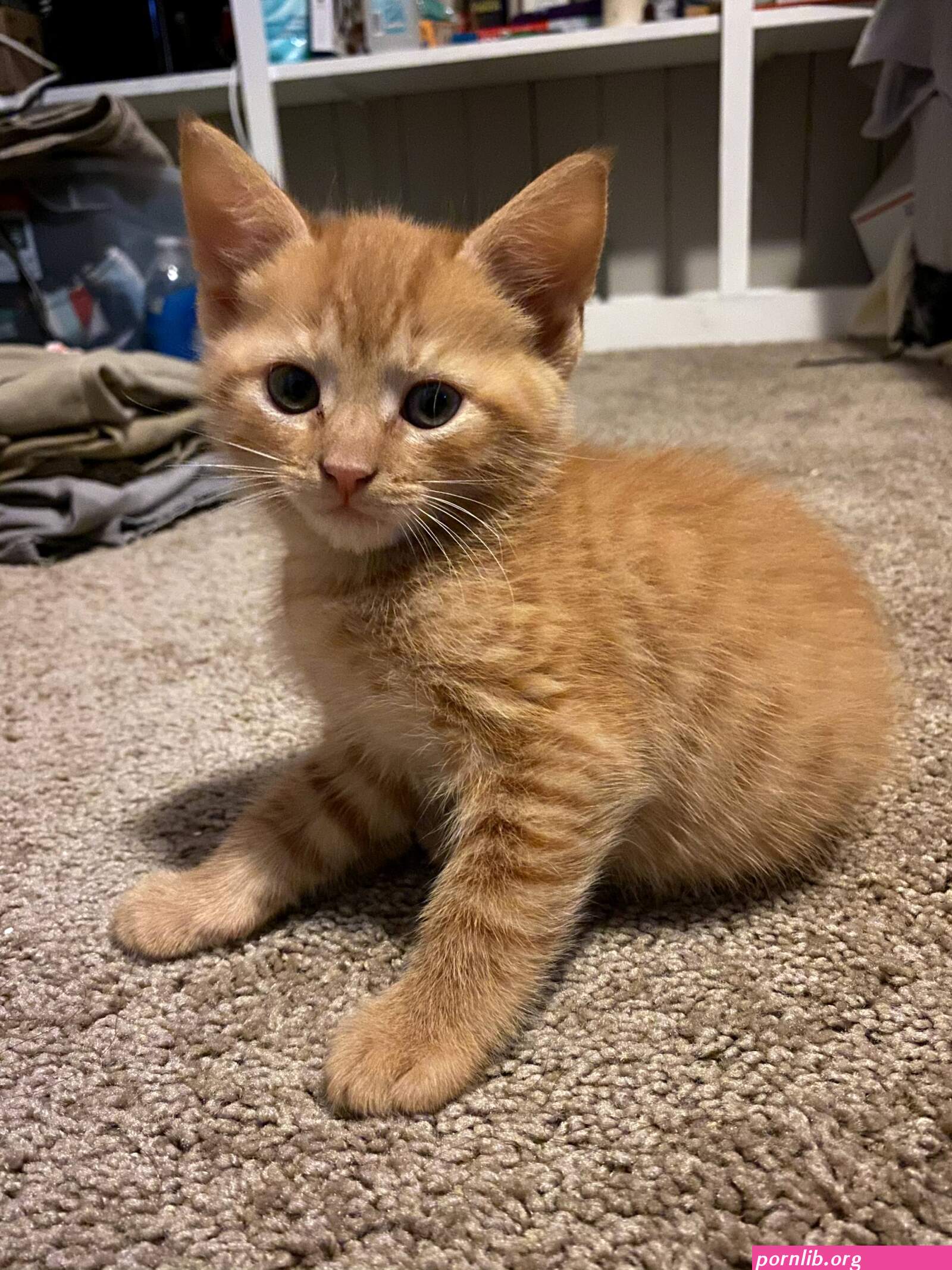 karmel kitten