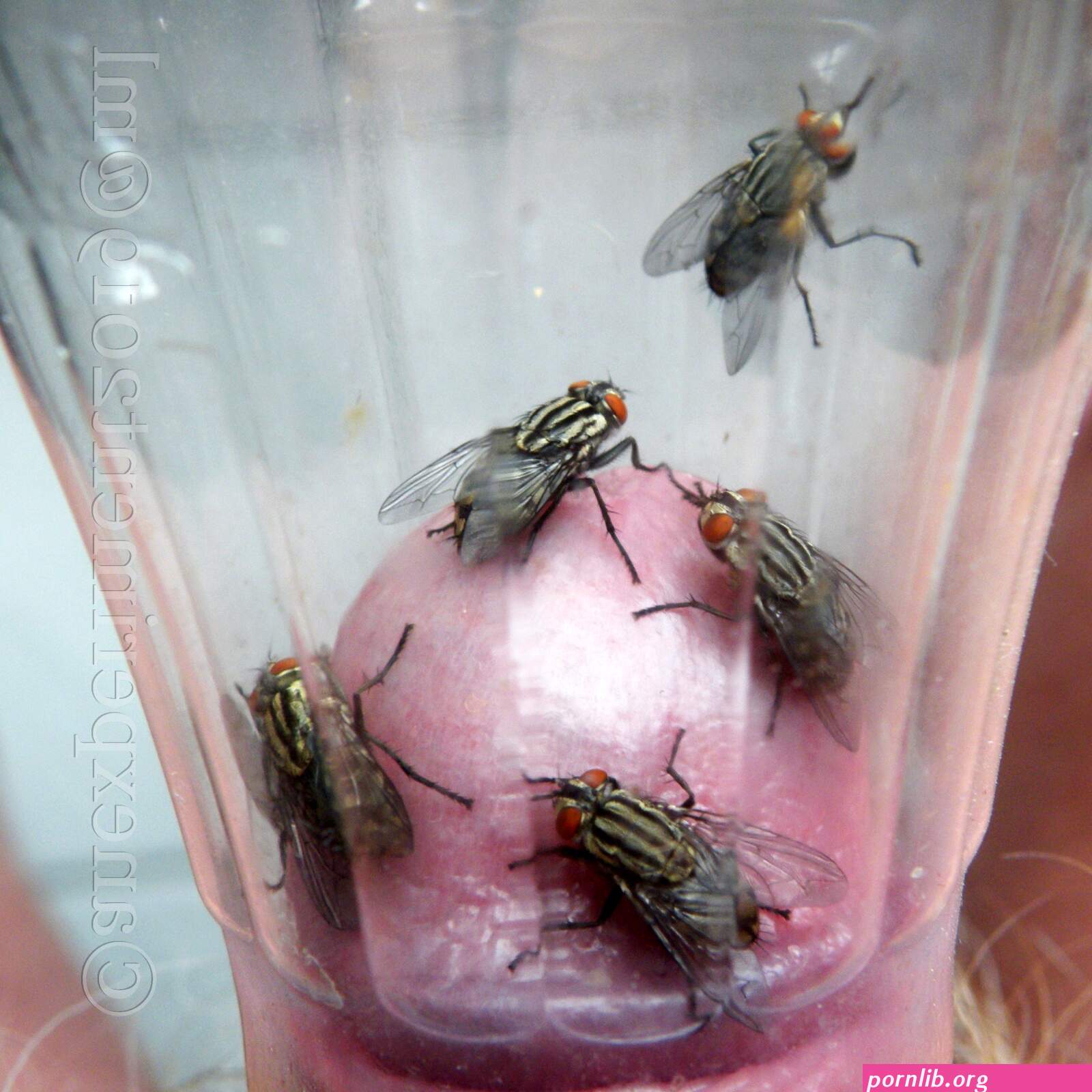 fly porn