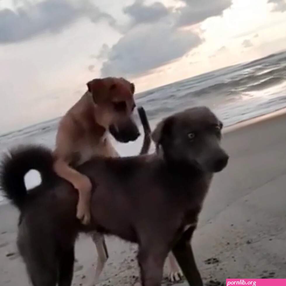 Mujer coje con perro