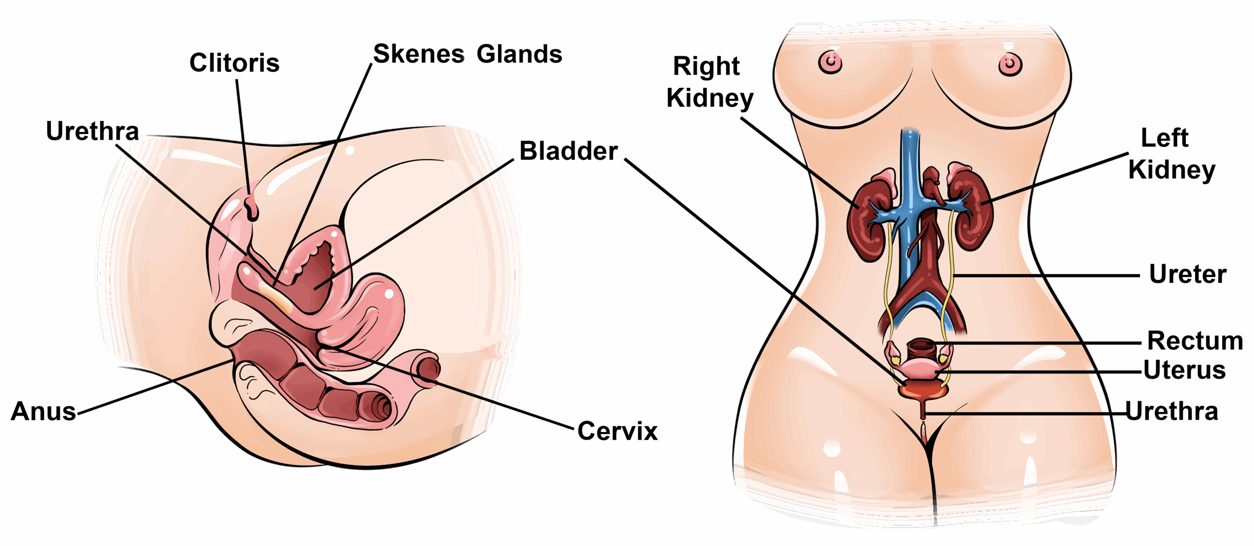 Porn: learn how to squirt