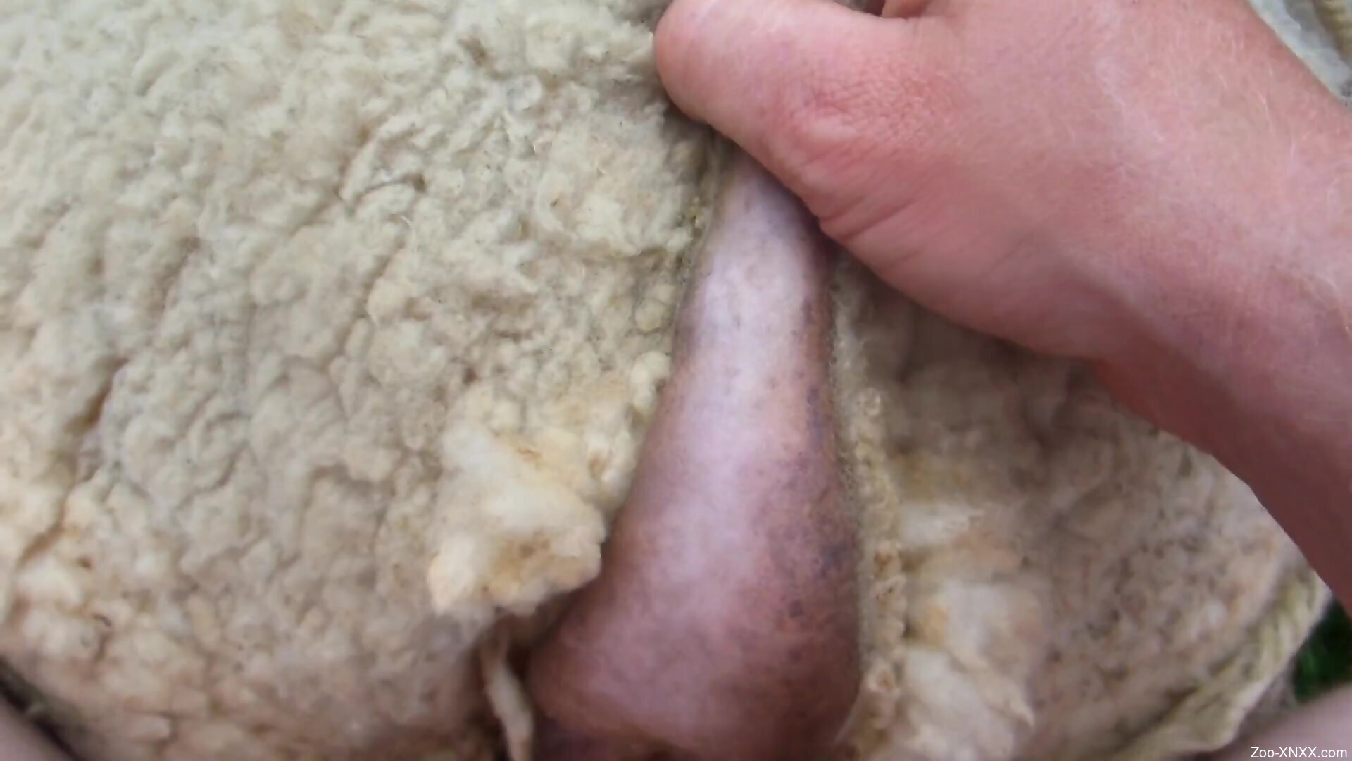 Porn: man fucks small sheep