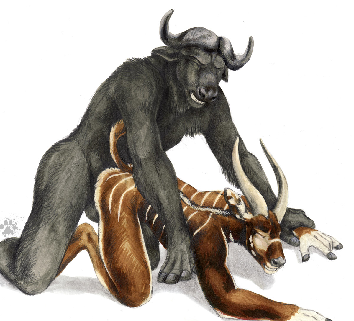 Porn: bongo anal